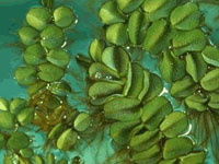 Salvinia Acordeoncito de agua